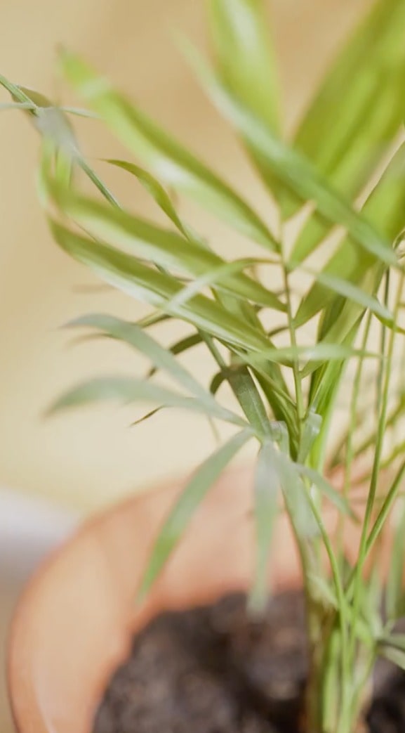 Indoor plant guide