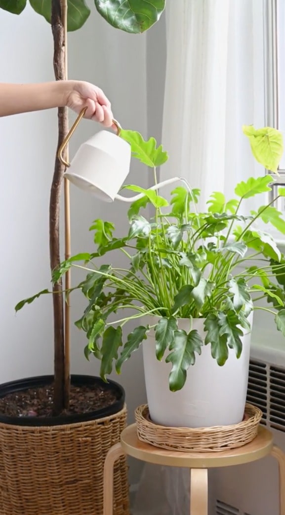 Indoor plant care setup for a green home